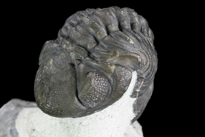 Detailed Austerops Trilobite - Excellent Specimen #108486